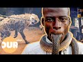 The Terrifying Animal Gangs Of Nigeria Our Life