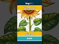 sunflower - girasol video thumbnail