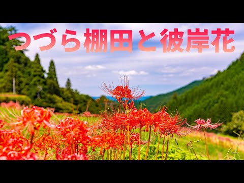 つづら棚田の美しい彼岸花とドライブの様子をまとめたYouTube動画のサムネイル