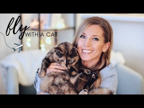Pet Travel Routine: Flying with a Cat In-Cabin | What to Expect
