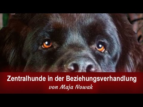 Zentralhunde (und weitere Typen) bei der Beziehungsverhandlung und Grenzsetzung (kommentiert)