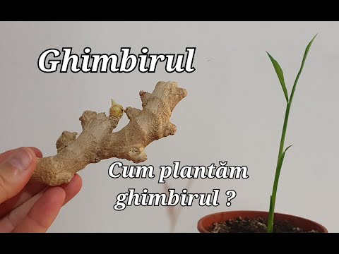 , title : 'Ghimbirul . Cum plantam ghimbirul ?'