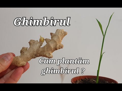 Ginger . How to plant ginger ?