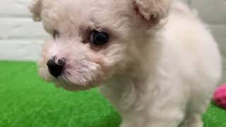 ハーフ犬の動画02