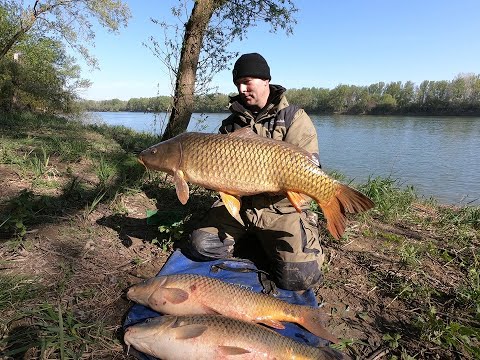 Ribolov sarana na rijeci Savi Feeder tehnikom
