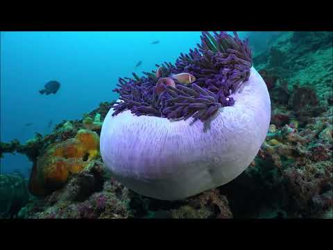 Mundo Submarino: Anémona magnifica