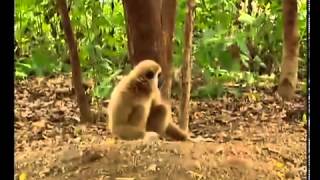 A monkey bullies two tigers! (Funniest Video Ever)