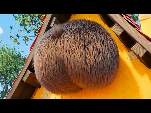 7 Bears: Bear Butt Inflation