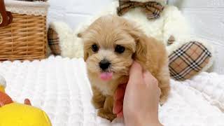 ハーフ犬の動画02