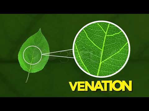Practically's Concepts - The Leaf - #LearnPractically