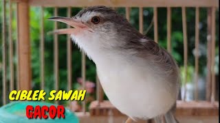 Download lagu CIBLEK SAWAH JANTAN GACOR MEMANGGIL BETINA BIRAHI mp3 Download lagu CIBLEK SAWAH JANTAN GACOR MEMANGGIL BETINA BIRAHI mp3