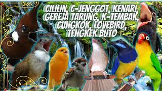 Download lagu CILILIN, LOVEBIRD, K-TEMBAK, C-JENGGOT, C-CUNGKOK, KENARI, GEREJA TARUNG, TENGKEK BUTO // TERAPI AIR mp3 Download lagu CILILIN, LOVEBIRD, K-TEMBAK, C-JENGGOT, C-CUNGKOK, KENARI, GEREJA TARUNG, TENGKEK BUTO // TERAPI AIR mp3