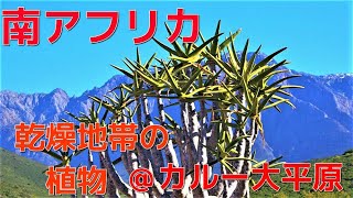 【南アフリカ】乾燥地帯の植物　＠カルー大平原