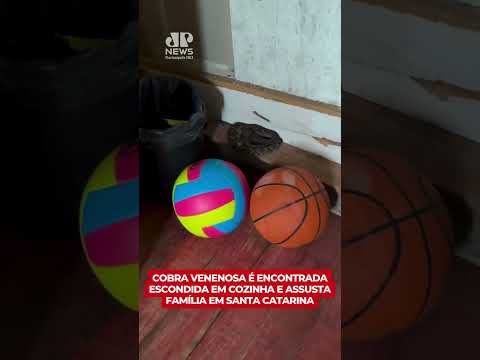 **Cobra venenosa é encontrada escondida em cozinha e assusta família em Santa Catarina**