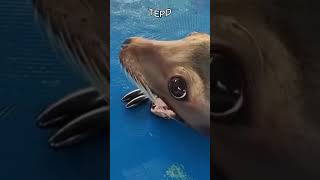 Esse cachorrinho é tão fofo! 🐶💖