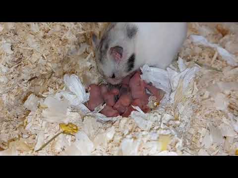 Hamster cubs grow and their mother takes good care of them