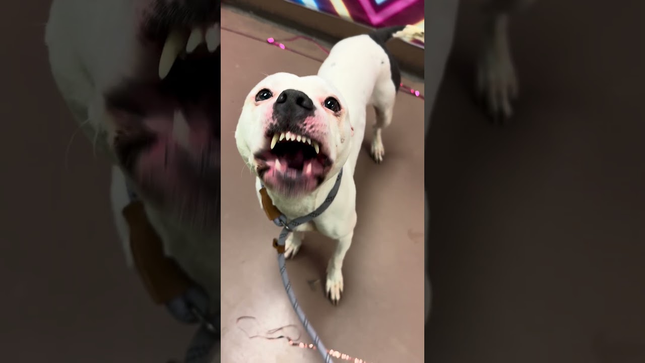 Enlarge Cortina, a ADOPTABLE Pit Bull Terrier in Chicago, IL video 5/5