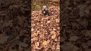 Playful Pup Dives Into Pile Of Leaves