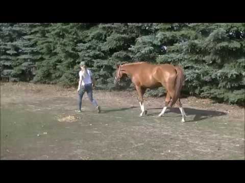 Quelle Amore (Quaterback/Abanos/Weltenadel) for sale