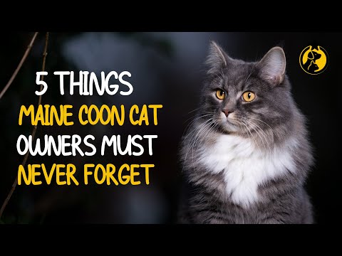 5 Things Maine Coon Cat Owners Must Never Forget