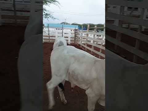 feira de Gado de Sumé PB 09/02/2026