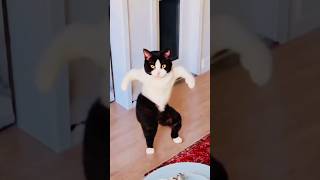 Download lagu Chiku And Family Dekho Kiske Sath Dance Kar Rahe Hai #shorts mp3