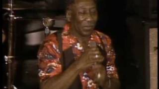 Muddy Waters - Mannish Boy - ChicagoFest 1981