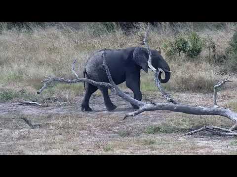 Djuma: Lone Elephant and then small group shows up - 14:38 - 03/08/2022