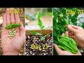 How to Grow Peas, Complete Growing Guide