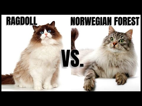 Ragdoll Cat VS. Norwegian Forest Cat