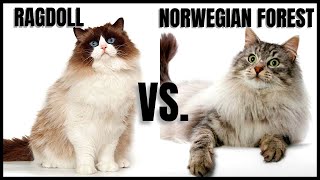 Ragdoll Cat VS. Norwegian Forest Cat