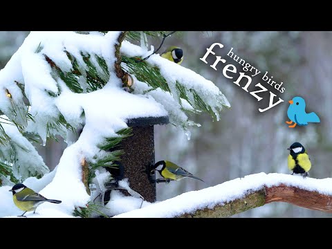 🐦 Frenzy at the bird feeder | Winter scenery, birds feeding, relaxing music
