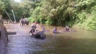 preview picture of video 'Kuala Gandah Elephant Sanctuary - Bathing time!'