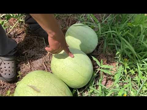 Hechos del Agro - Cosecha de sandía en Jicalapa