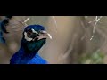 Ee Hasira Siriyali Kannada Song ಈ ಹಸಿರ ಸಿರಿಯಲಿ ನಾಗಮಂಡಲ ಹಾ�