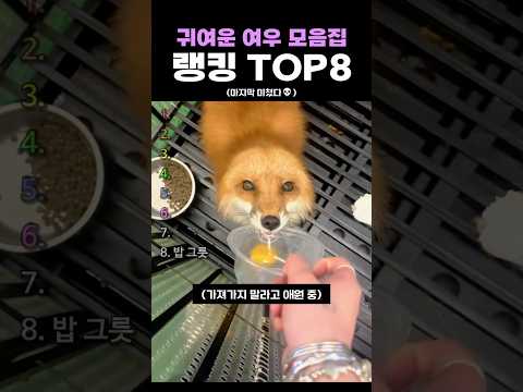 귀여운 여우 모음집 랭킹 TOP8