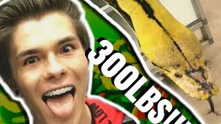 THREE HUNDRED POUNDS OF HUGE SNAKES!!! Brian Barczyk