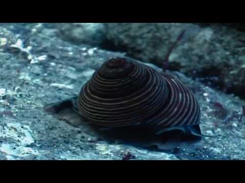 Shape of life - Moluscos - com legendas em português