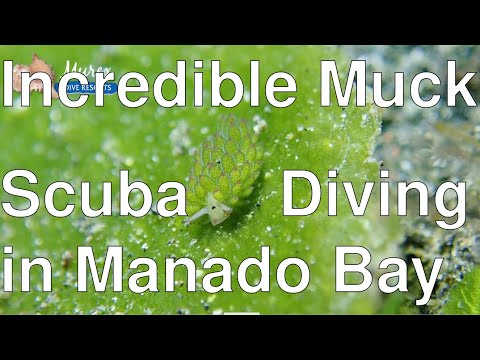 Incredible Muck Scuba Diving in  Manado Bay - North Sulawesi - Indonesia