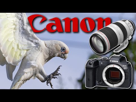 Canon R7 & EF 100-400 II - Image Quality Assessment - Bird & Wildlife Photography