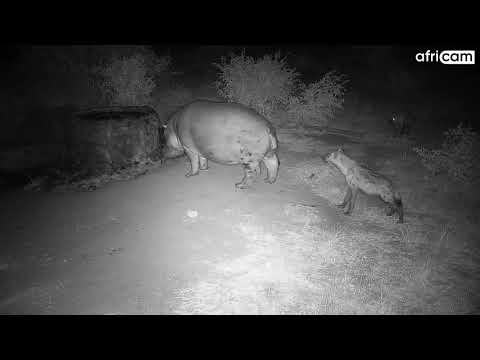 Hippo vs Hyenas at Naledi Dam.