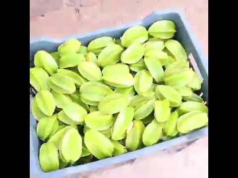 Japan fig farming agricultural foods farming