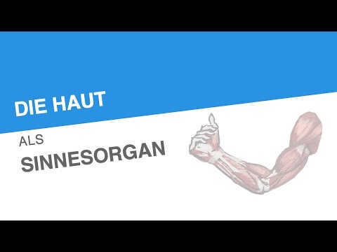 DIE HAUT ALS SINNESORGAN | Biologie | Biologie des Menschen (Mittelstufe)