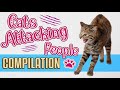 Cats Attacking People Compilation Funny Angry Cat Attack Videos