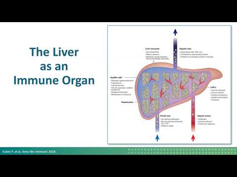 Harnessing the Power of Immunotherapy in HCC and BTC: The Past, Present, and Future