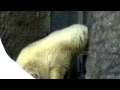 Balu, the orphaned polar bear cub, shows his anxiety ...