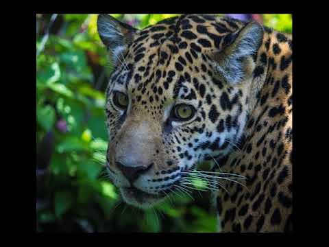 Jaguars: Keystone Species