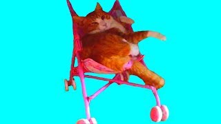 ПРАНКИ НАД КОТОМ / ПРАНКИ НАД КОТАМИ / ПРИКОЛЫ ПРО КОТОВ / ПРИКОЛЫ НАД КОТАМИ / СМЕШНОЙ КОТ