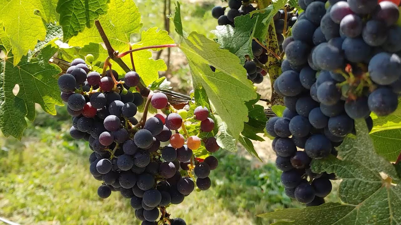 Geneva Show - 08 30 2020