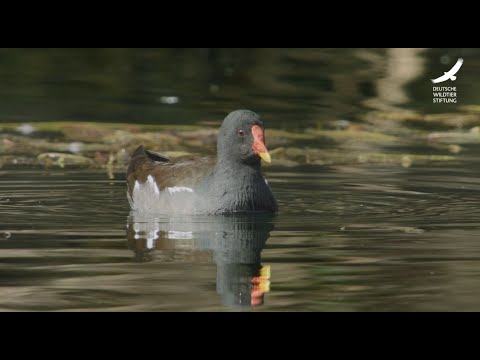 Jans Tierleben: Folge 22 – Teichralle